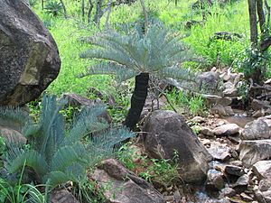 Cycas platyphylla with new flush of fronds.JPG