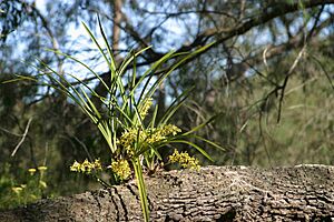 Cymbidium suave 1