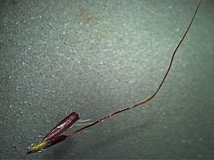 Dichanthium annulatum spikelet