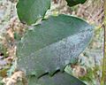 Doryphora sassafras, leaf detail