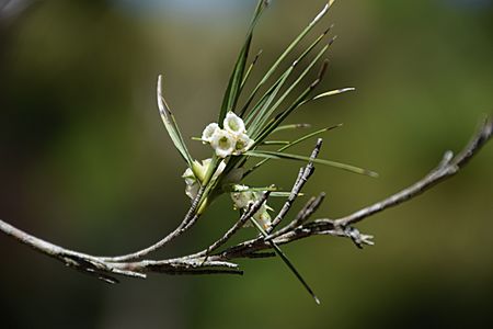 Dracophyllum arboreum 1