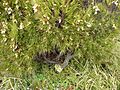 Dracophyllum in Flower (463889035)