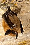 Eastern small-footed bat with white-nose syndrome (5880655901).jpg