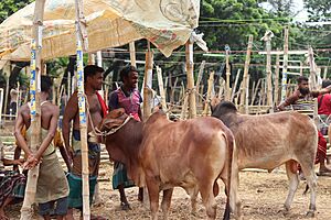 Eid al-Adha cattle market in Bangladesh 44