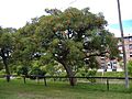 Erythrina crista-galli 2-3