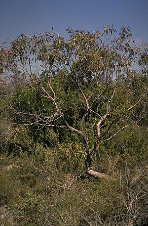 Eucalyptus arcana.jpg