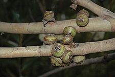 Eucalyptus deuaensis fruit