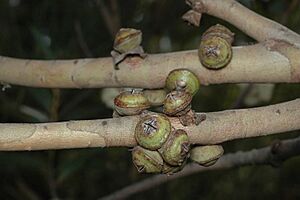Eucalyptus deuaensis fruit