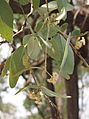 Eucalyptus melanophloia foliage and flowers