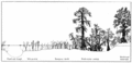 Everglades vegetation cross section