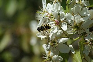 Flowers of Iberian pear visited by its pollinator Myathropa florea