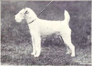 Fox Terrier (wire-hair) from 1915