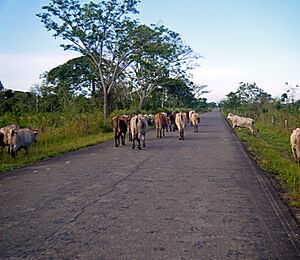 Ganado en la carretera del Estado Monagas