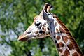 Giraffe at Chester Zoo - geograph.org.uk - 3814050