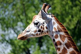 Giraffe at Chester Zoo - geograph.org.uk - 3814050