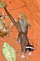 Glironia venusta