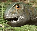 Gobiceratops BW