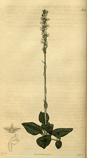 Goodyera pubescens - Curtis' 52 pl. 2540 (1825).jpg