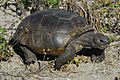 Gopher Tortoise at Smyrna Dunes Park - Flickr - Andrea Westmoreland (1)