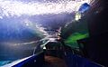 Greater Cleveland Aquarium (19412733029)