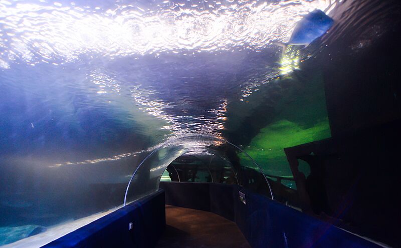 Greater Cleveland Aquarium (19412733029)