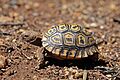 Leopard tortoise (Stigmochelys pardalis) juvenile