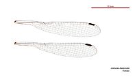 Lestoidea brevicauda female wings (34442156730)