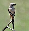Long-tailed Shrike (Lanius schach)- erythronotus race at Bharatpur I IMG 5401