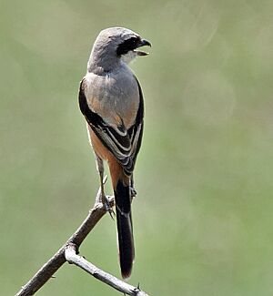Long-tailed Shrike (Lanius schach)- erythronotus race at Bharatpur I IMG 5401