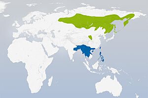 Luscinia calliope distribution.jpg