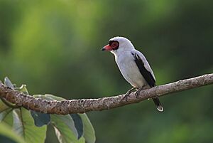 Masked Tityra, Panama - Tim Lenz.jpg