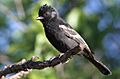 Melaniparus niger xanthostomus, Marakele NP, South Africa 1