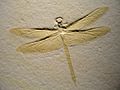 Mesurupetala, dragonfly, Late Late Jurassic, Tithonian Age, Solnhofen Lithographic Limestone, Solnhofen, Bavaria, Germany - Houston Museum of Natural Science - DSC01817
