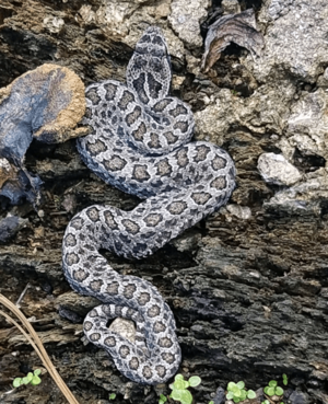 A grey snake with brown circular or oblong markings outlined in black running down its length