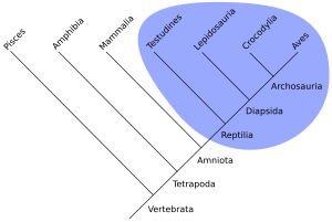 Monophyletic