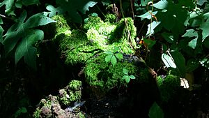 Moss in Town Run Trail Park