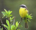 Myiozetetes-similis-002