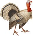 Nederlandsche vogelen (KB) - Meleagris gallopavo (white background)
