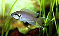 Neolamprologus brichardi young
