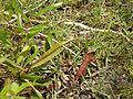 Nepenthes P6230330