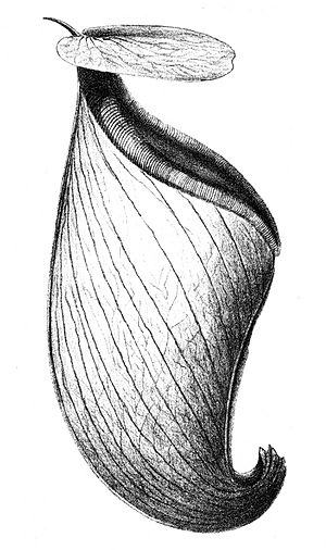 Nepenthes rowanae FMBailey