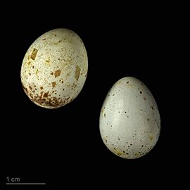 Oenanthe cypriaca MHNT.ZOO.2010.11.190.22