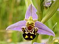 Ophrys apifera (flower)