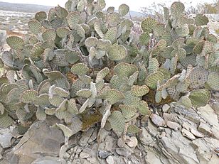 Opuntia rufida (5668794999)