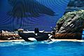 Orca Encounter SanDiego Seaworld 1