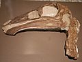 Ornithomimid skull