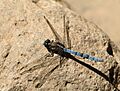 Orthetrum chrysostigma LC0207