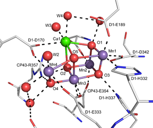 Oxygen Evolving Complex Crystal structure to 1.9 Angstrom Resolution