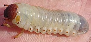 Pericoptus truncatus grub