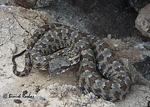 Persianhorneviper